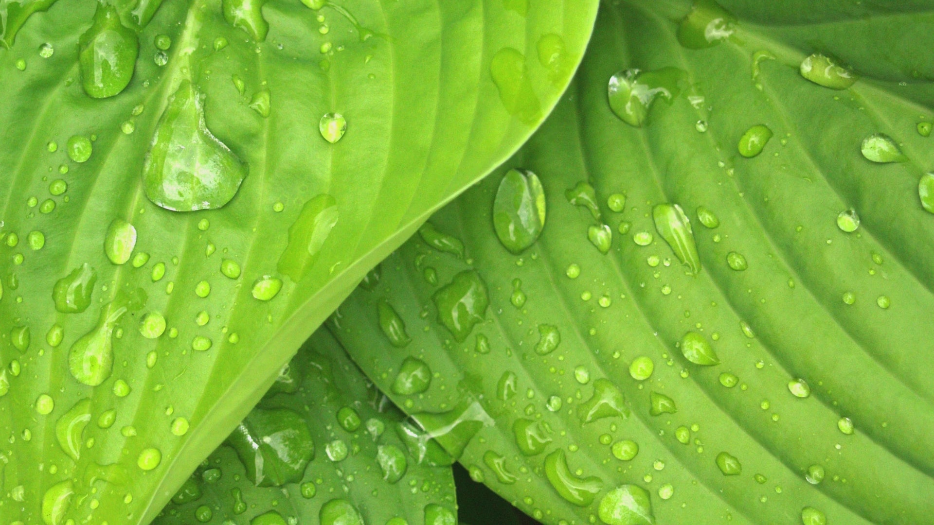 Hair- Guava/ Chebe Hair  Moisturizing  Mist